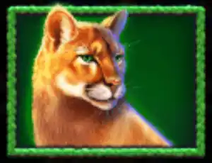 Cougar