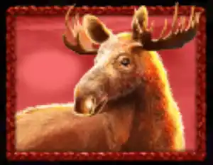 Moose